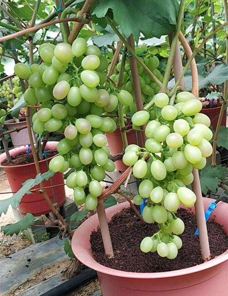 盆栽葡萄的种植方法和技术（葡萄怎么种）