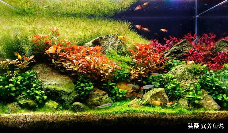 鱼缸养水草并非打灯就行，养好水草的三要素，你的鱼缸具备了吗？