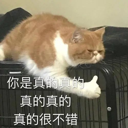 一份铲屎官必看的猫猫绝育指南