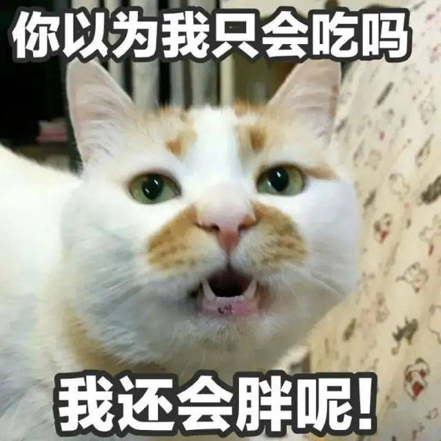 一份铲屎官必看的猫猫绝育指南