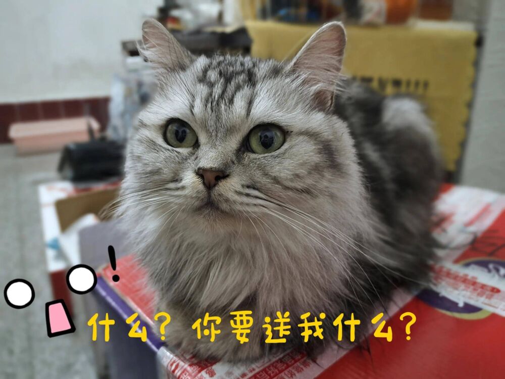 一份铲屎官必看的猫猫绝育指南