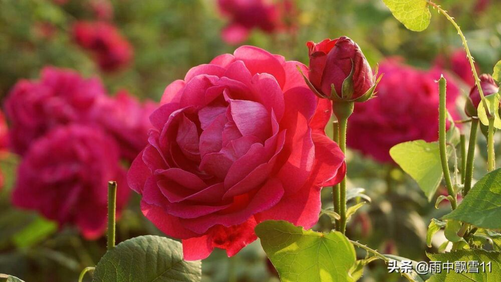 玫瑰怎么养？记住5个养殖要求，助你成功养殖好盆栽玫瑰花！