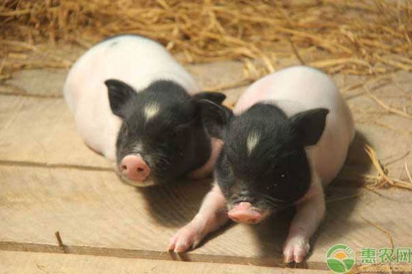 巴马香猪种猪价格多少钱一只？巴马香猪的养殖前景如何？