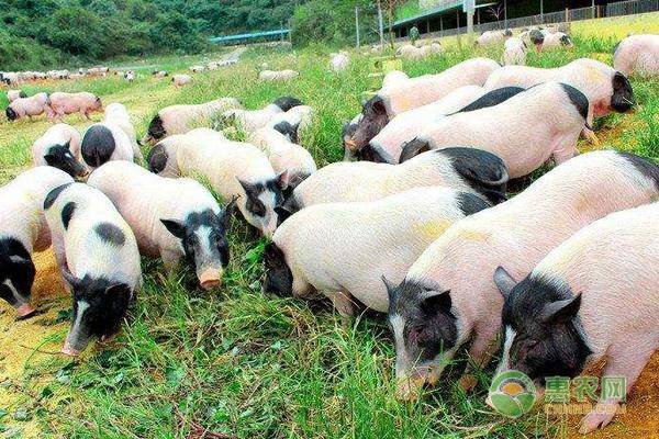 巴马香猪种猪价格多少钱一只？巴马香猪的养殖前景如何？