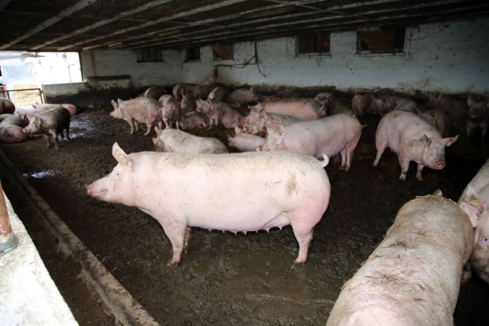母猪发烧40度以上不吃料的5大原因