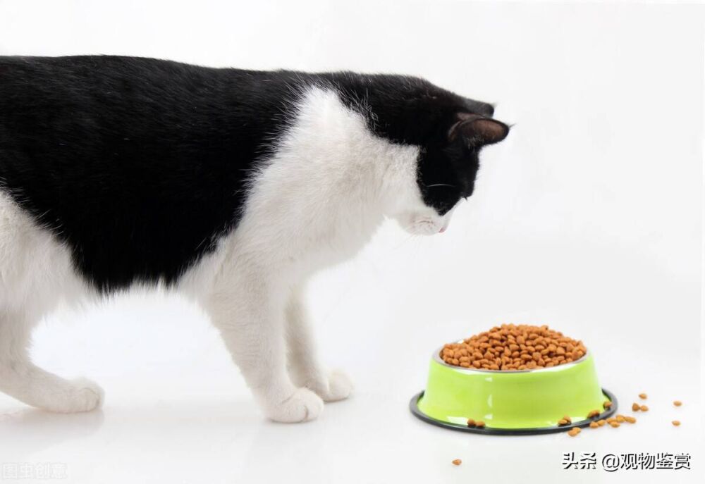 猫一个月吃多少斤猫粮，这与猫的身体年龄大小有关