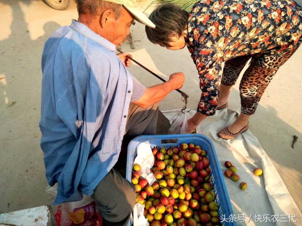 农村路边最便宜的油桃，3斤1元钱，吃过吗？