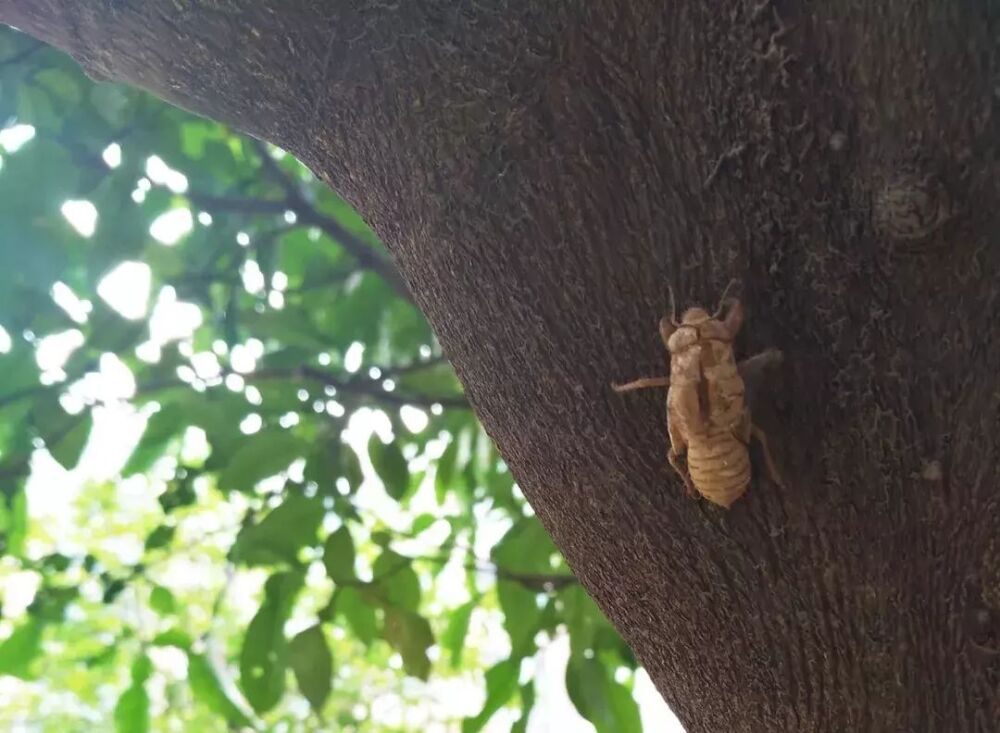 7000元/斤！最近好多丽水人都在找它，路边的树上可能就有……