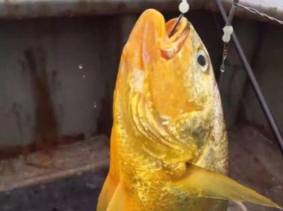 3天捕获171尾野生大黄鱼！7斤重的能卖几万块，为何这么贵？
