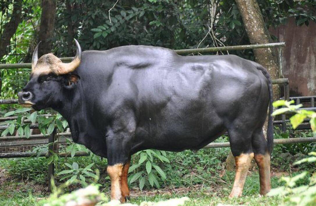 快没了！舟山牛现存不到200头，它们在舟山群岛至少繁衍了300多年