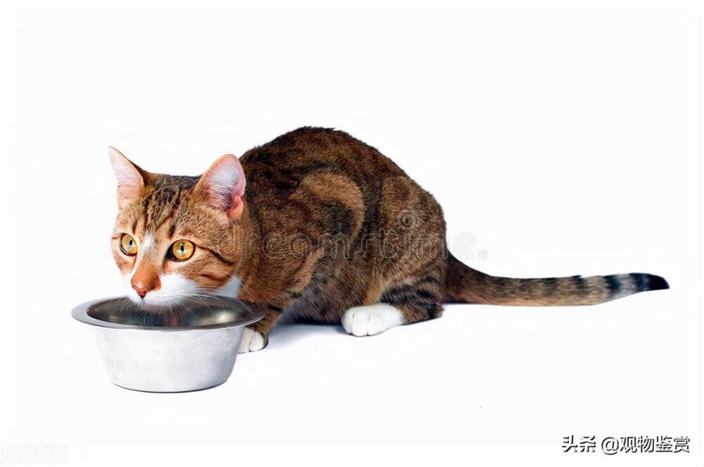 猫一个月吃多少斤猫粮，这与猫的身体年龄大小有关