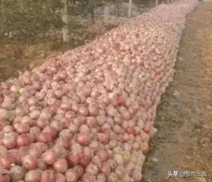 果农苹果卖0.5元一斤，贩子批发价4.5，果农不赚钱原因在于中间商
