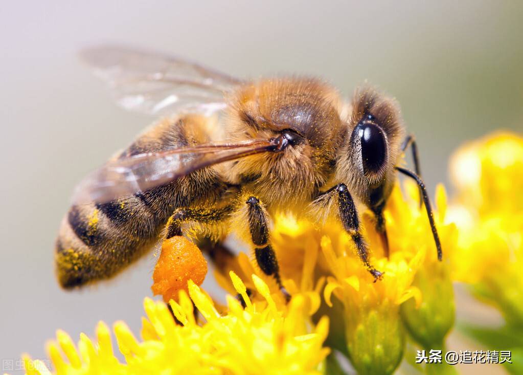 蜜蜂采集花粉比生产蜂蜜容易得多啊、为什么花粉难得价格更高、