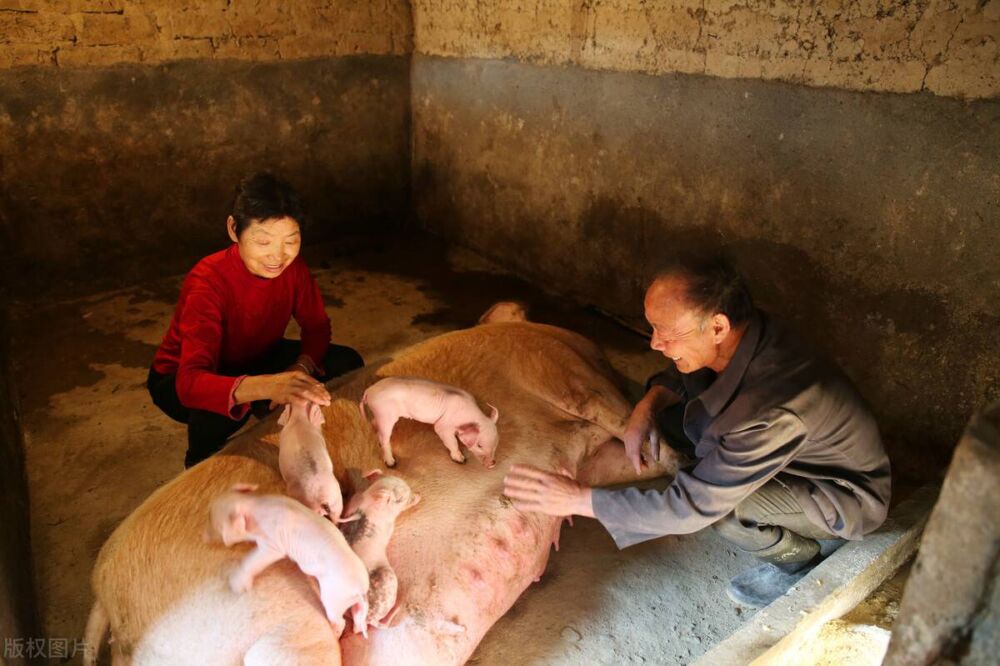 12月28日，猪价不稳，养猪人还能等吗？