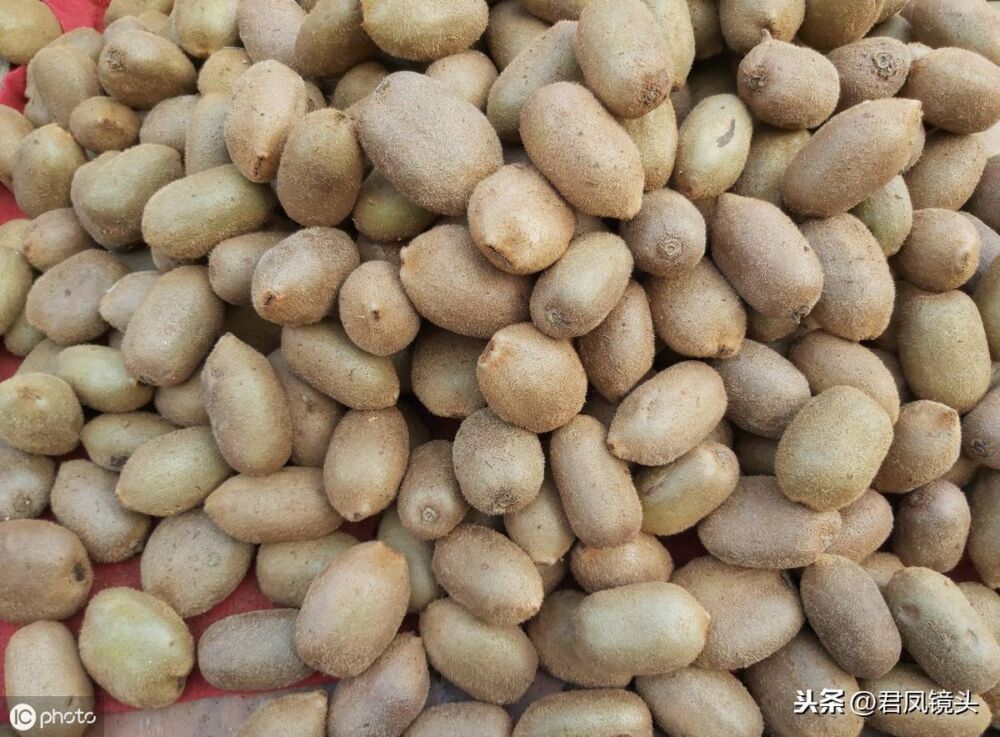 湖北宜昌：猕猴桃3-3.5元一斤 带毛的水果便宜