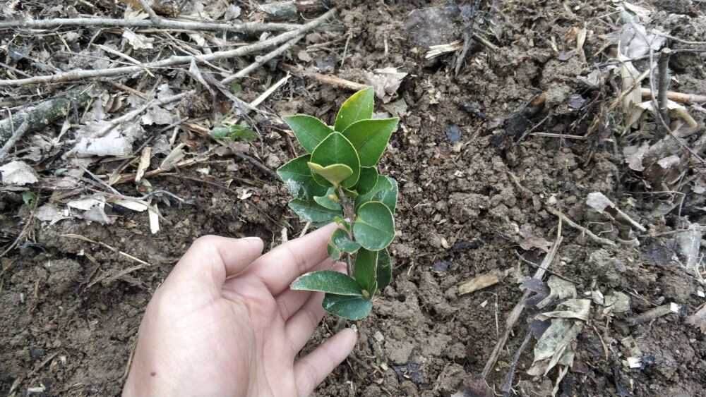 1000元500棵油茶苗，皖西大别山区茶农春耕忙栽油茶树