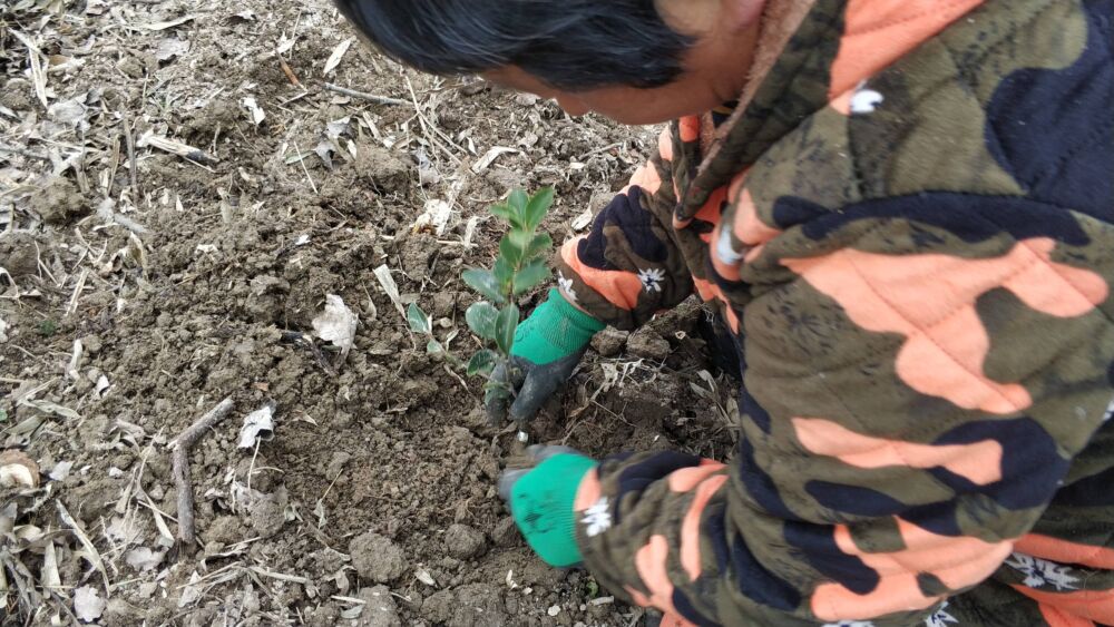 1000元500棵油茶苗，皖西大别山区茶农春耕忙栽油茶树