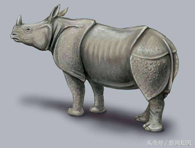 这是真正的中国犀牛，这才是名副其实的“中国制造”