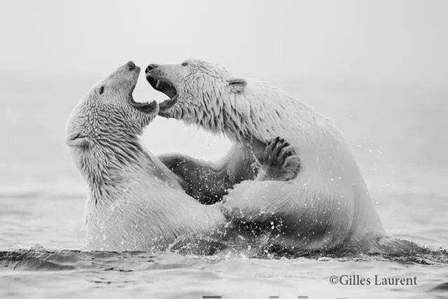 北极熊的冷知识你知道多少？