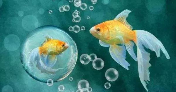 科学故事：鱼在水中，嘴一张一合是在喝水吗？