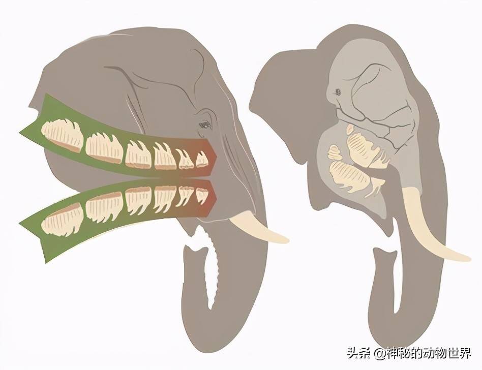 大象最大的咀嚼牙齿可达4公斤重，一生换多次牙，换牙方式很特别