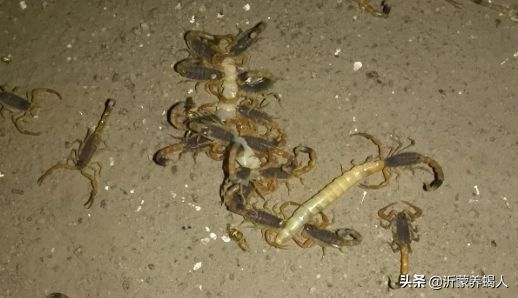 蝎子养殖所需要的饲料和科学投食方法