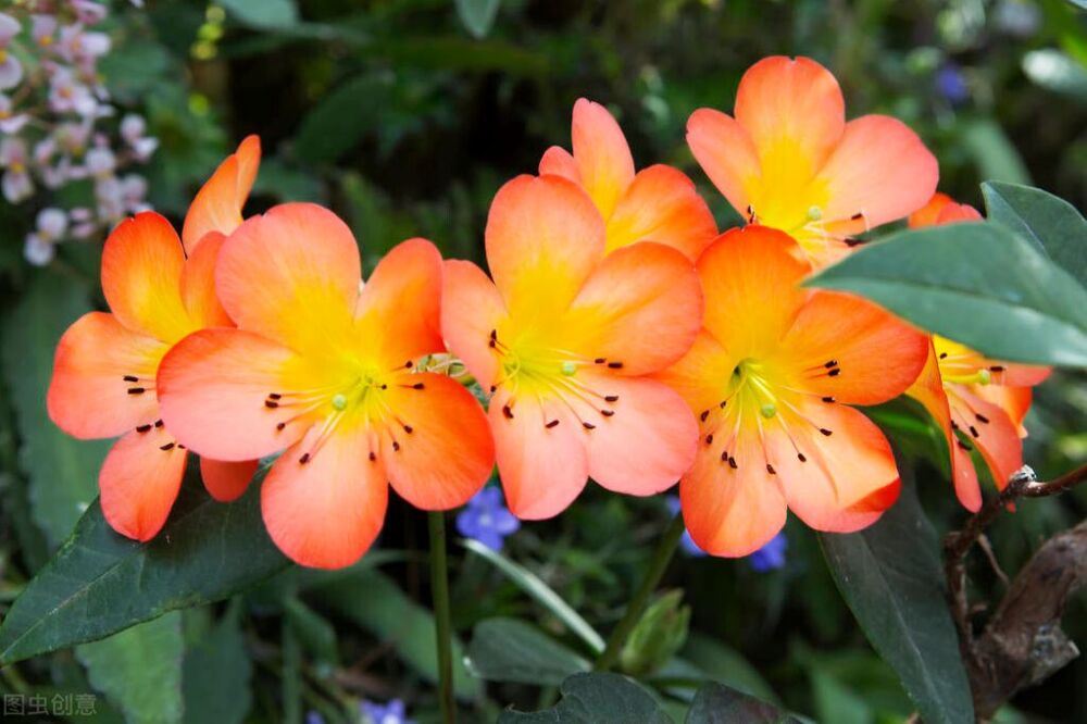 象征友谊的花都有哪些？听听花农怎么说