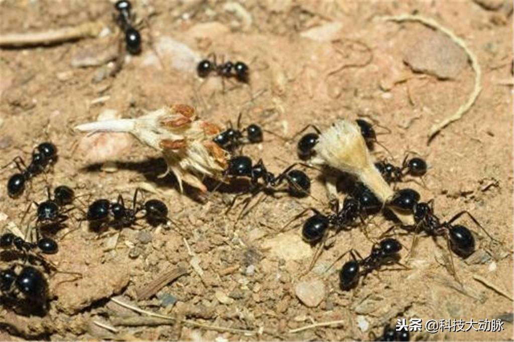 蚂蚁社会关系太复杂，蚁后死亡后，为什么会立刻出现一个新蚁后？
