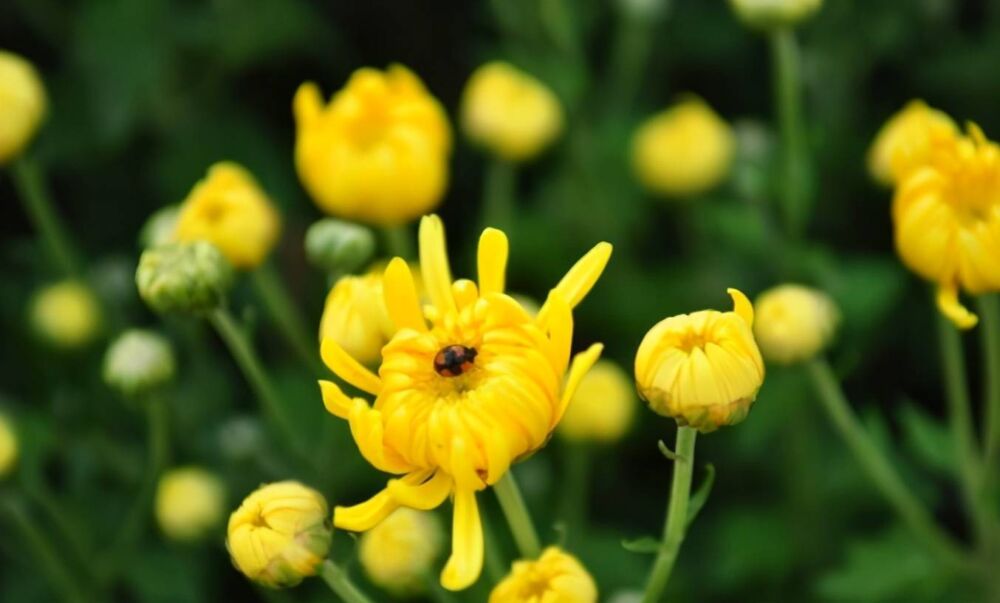 寒露节气：9首关于菊花的诗词赏菊正当时