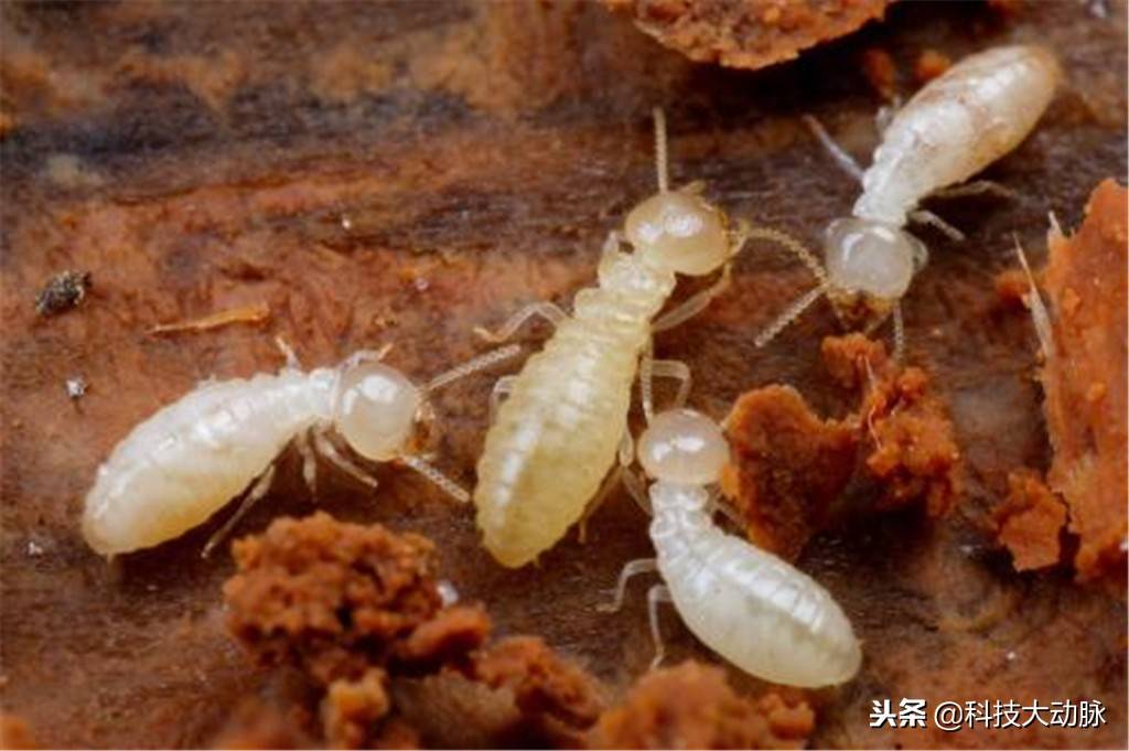 蚂蚁社会关系太复杂，蚁后死亡后，为什么会立刻出现一个新蚁后？