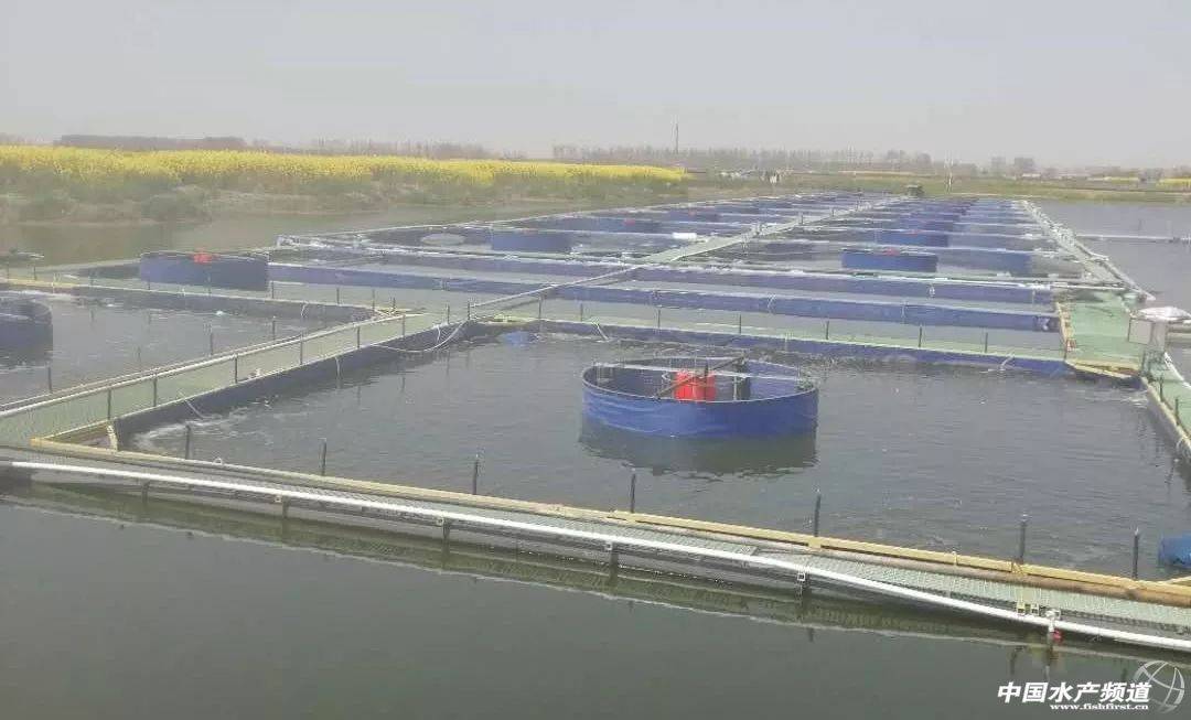 池塘内循环流水养殖模式，270方水养10万斤鱼，集污率达90%