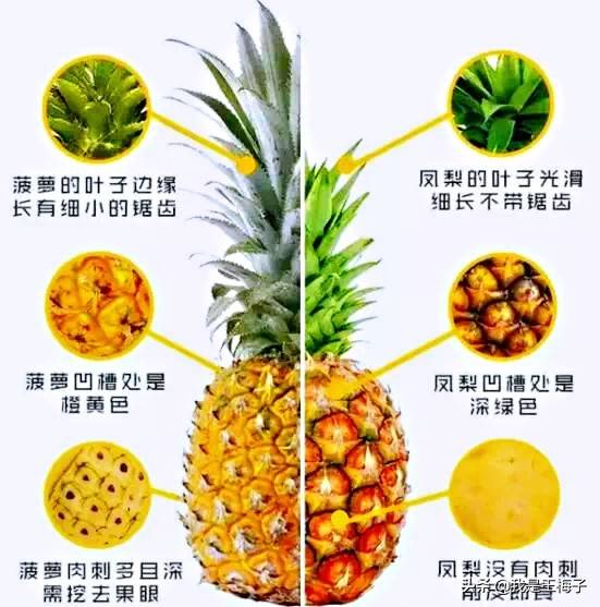 菠萝和凤梨有什么区别？记住以下3点，很容易分清楚，不被忽悠