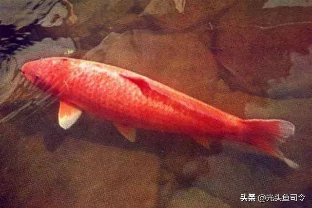 日本寺庙内的一条鲤鱼，寿命达226岁，为何国内很难活过“童年”