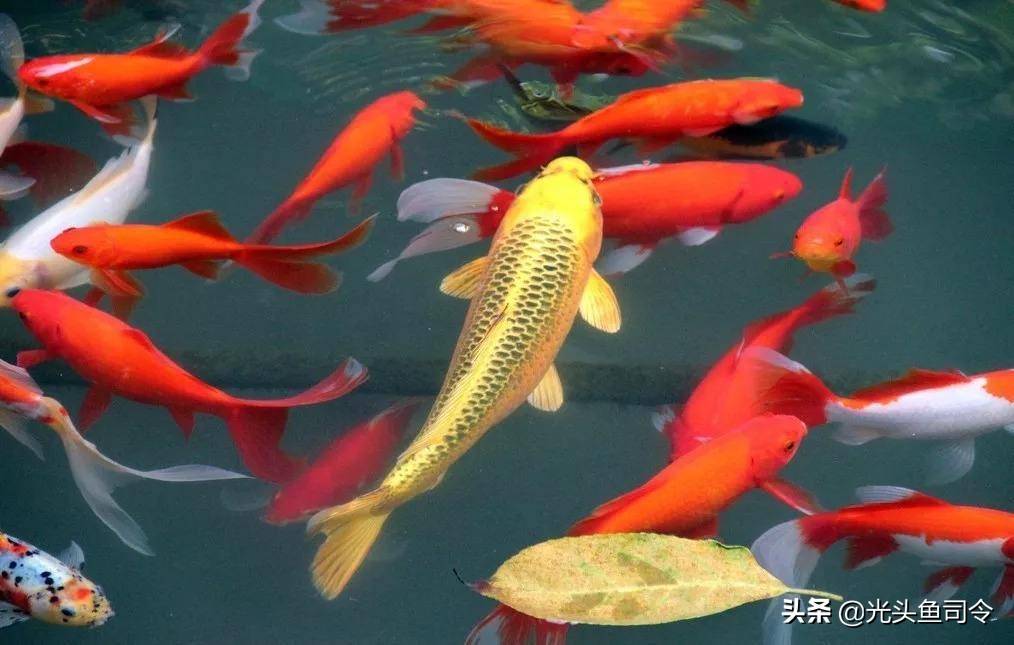 日本寺庙内的一条鲤鱼，寿命达226岁，为何国内很难活过“童年”