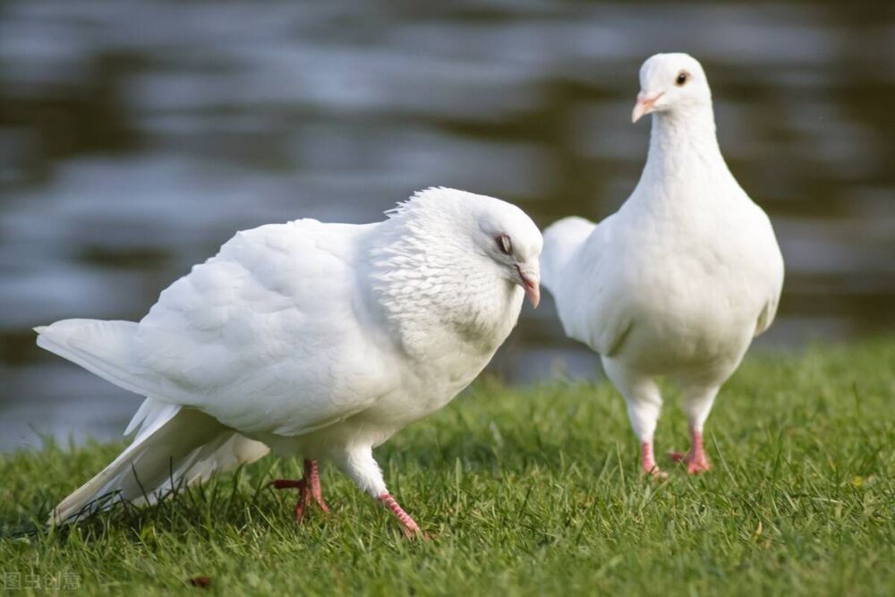 鸽子孵化期通常为17-19天