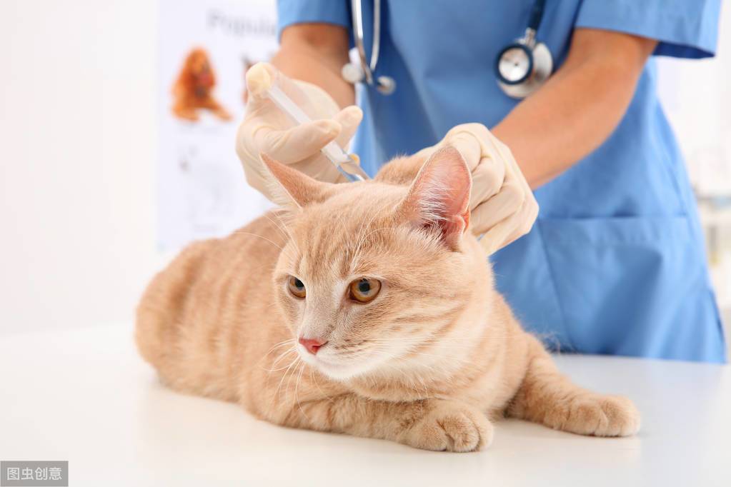 【猫咪疫苗详细科普】家养猫用不用打疫苗？疫苗多久打一次？