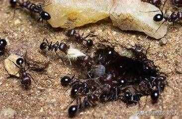 家里经常有蚂蚁出没？角落里撒一把，蚂蚁来一只灭一只，涨知识了