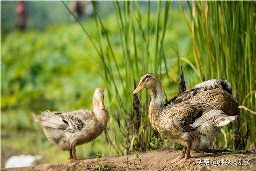 肉鸭养殖前景如何？附养殖成本与利润分析
