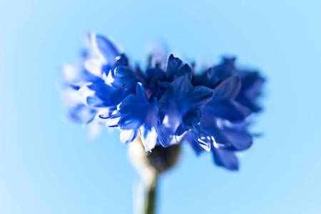 你知道矢车菊的花语和寓意是什么吗？原来它的传说这么美丽