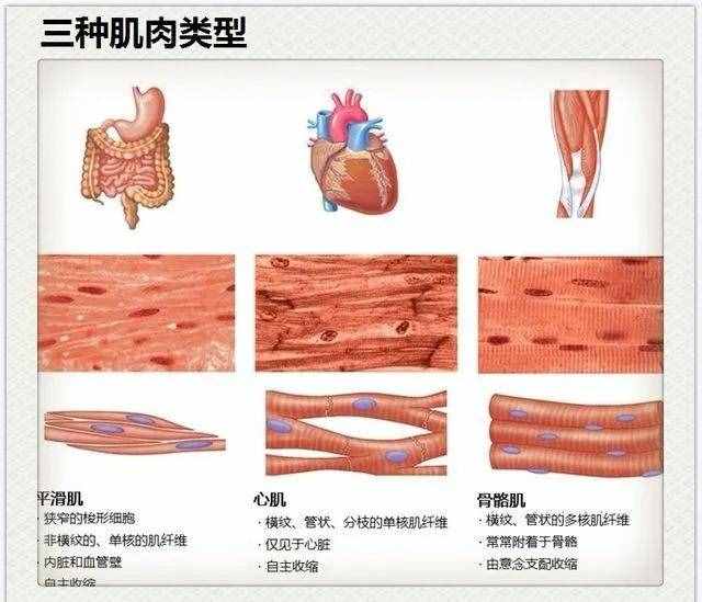 人体肌肉的分类和功能