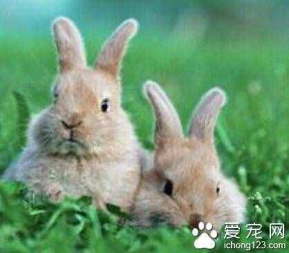 兔子的生活习性 在潮湿的环境里易生病