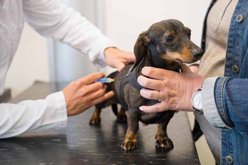 狗每年都要打疫苗？核心疫苗必须打，预防高致死率疾病