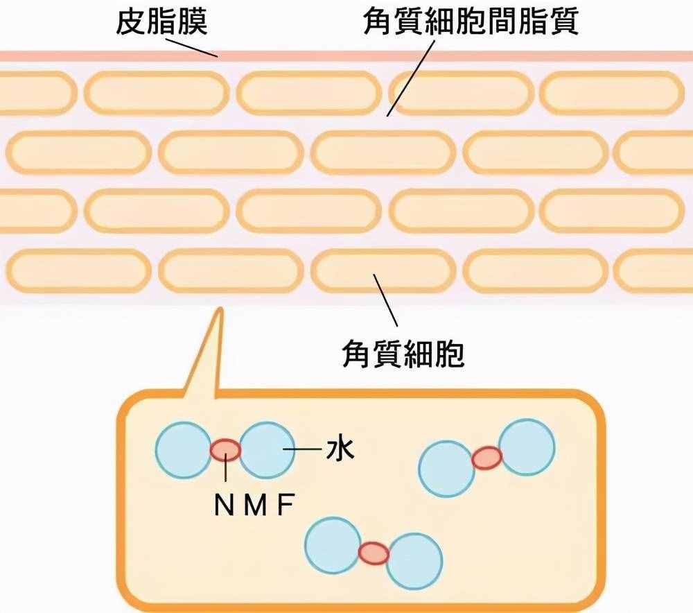 春季皮肤干燥缺水怎么办？|如何快速补水？