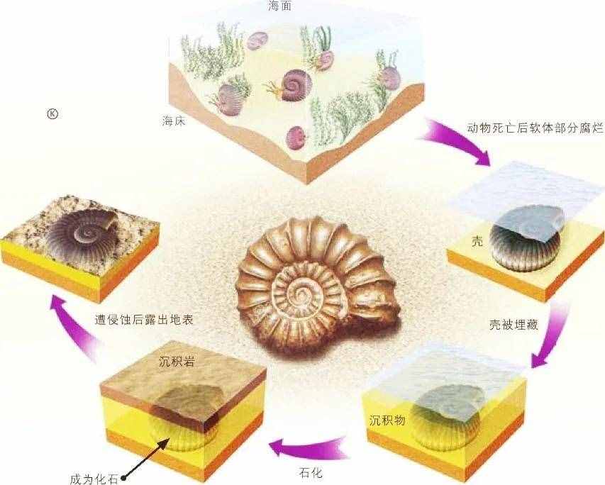 地球上的化石是怎么形成的？涨知识？