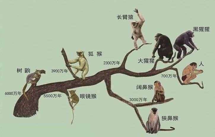 中国培育的实验猴，为啥美国抢着要？