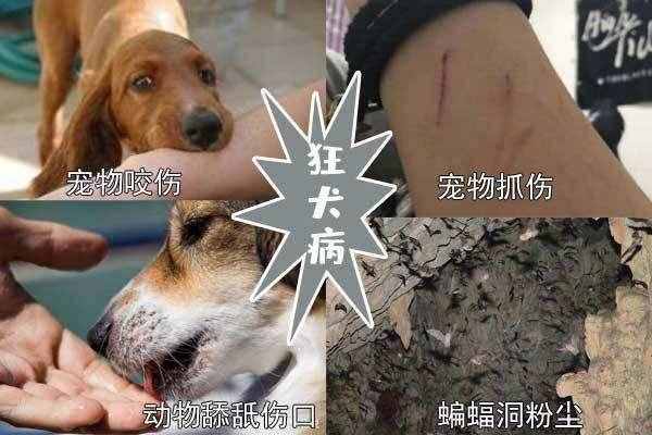 被狗咬一定要打针吗？狂犬病超过一年的发病几率大吗？长知识了