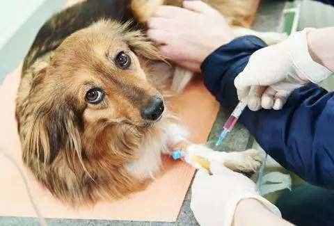 被狗咬一定要打针吗？狂犬病超过一年的发病几率大吗？长知识了