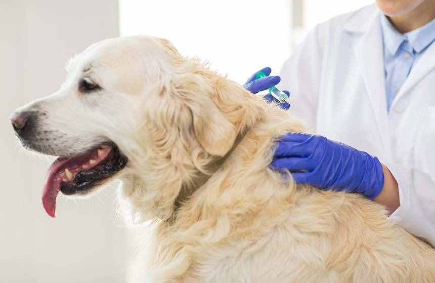 狗每年都要打疫苗？核心疫苗必须打，预防高致死率疾病