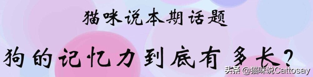 揭秘：狗的记忆力到底有多长？至少5次见面，狗才能记住一个人？