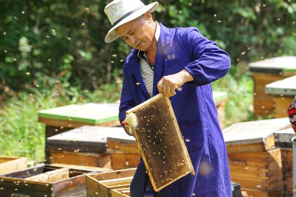 黑龙江畔养蜂人，优质椴树蜜只卖十几元，放蜂辛苦不挣钱